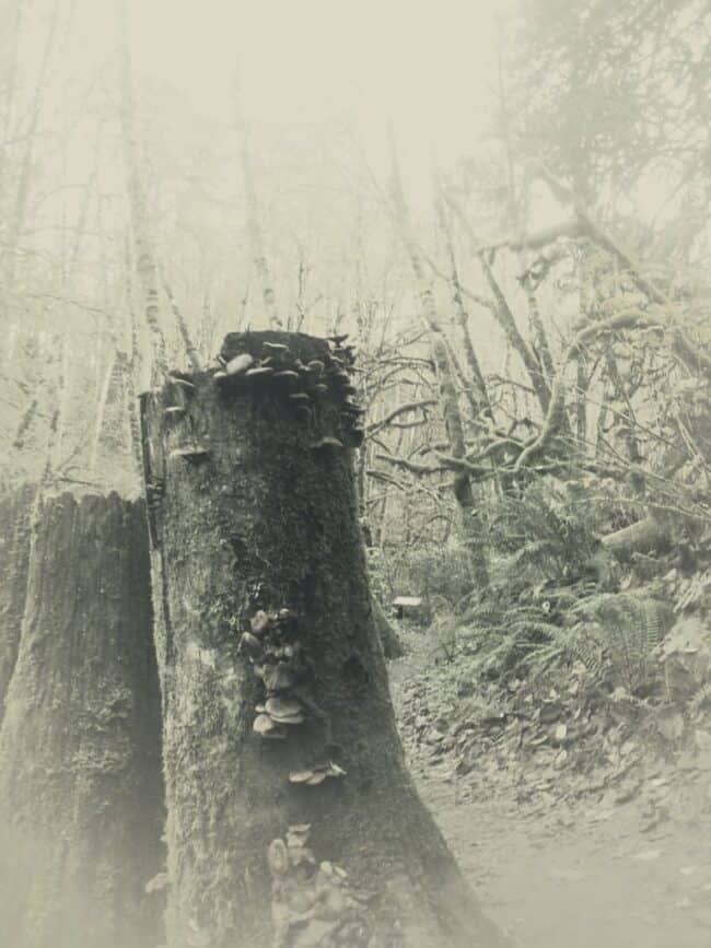 Vintage-toned forest photo of a tree stump covered in shelf fungi