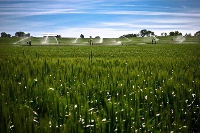 Wheat field with irrigation sprinklers running under a blue sky