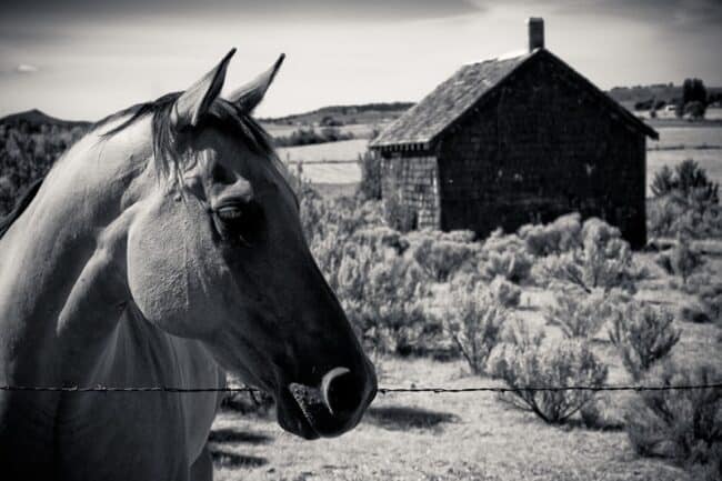Black and white photo of a horse in the foreground with a stone barn behind a barbed wire fence