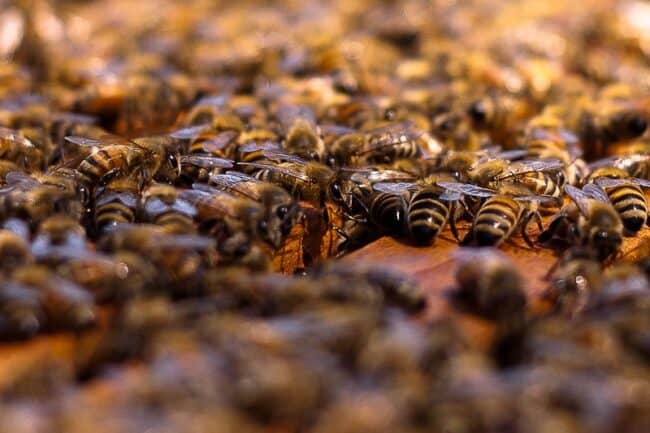 Close-up of honeybees covering a wooden hive frame