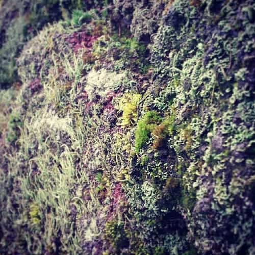 Close-up of colorful moss and lichen growing on a rock