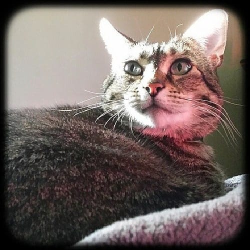 Tabby cat looking back over its shoulder with a vintage vignette effect