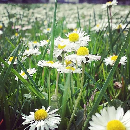 Close-up of white daisies blooming in a grassy field