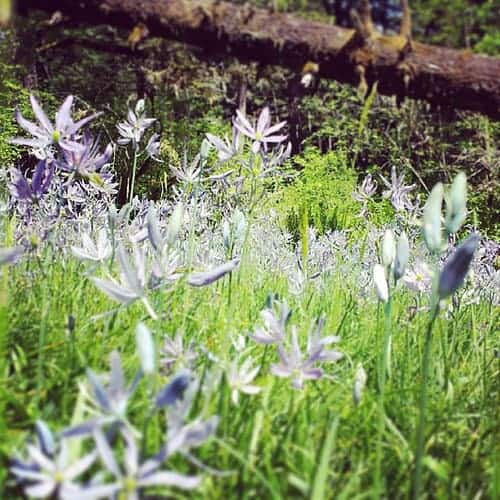 Purple camas wildflowers blooming in a grassy forest clearing