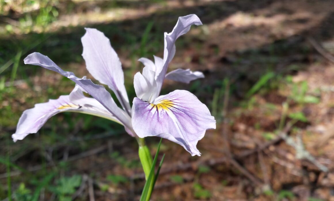 A purple and white iris flower blooming in a forest