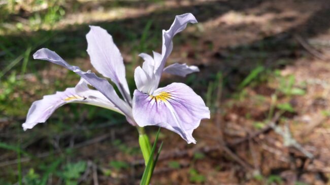 A purple and white iris flower blooming in a forest