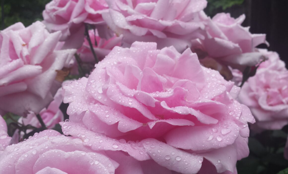 Cluster of pink roses covered in dew drops
