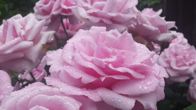 Cluster of pink roses covered in dew drops