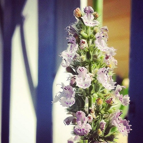 Close-up of a purple wildflower spike against a blue and white background