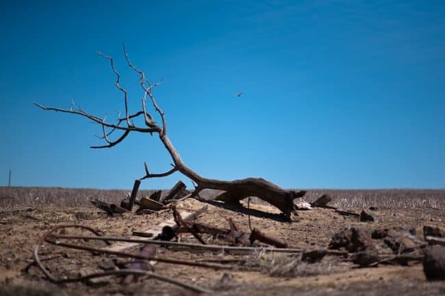A weathered dead tree branch and scattered wood debris on dry farmland under a clear blue sky