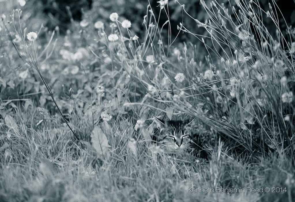 Black and white photo of a cat camouflaged among tall wildflowers and grass