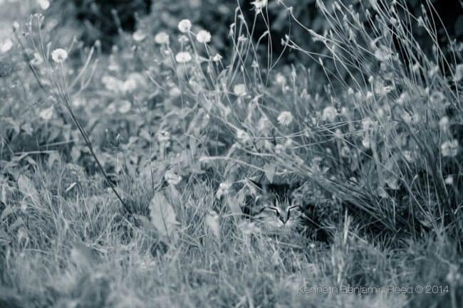 Black and white photo of a cat camouflaged among tall wildflowers and grass