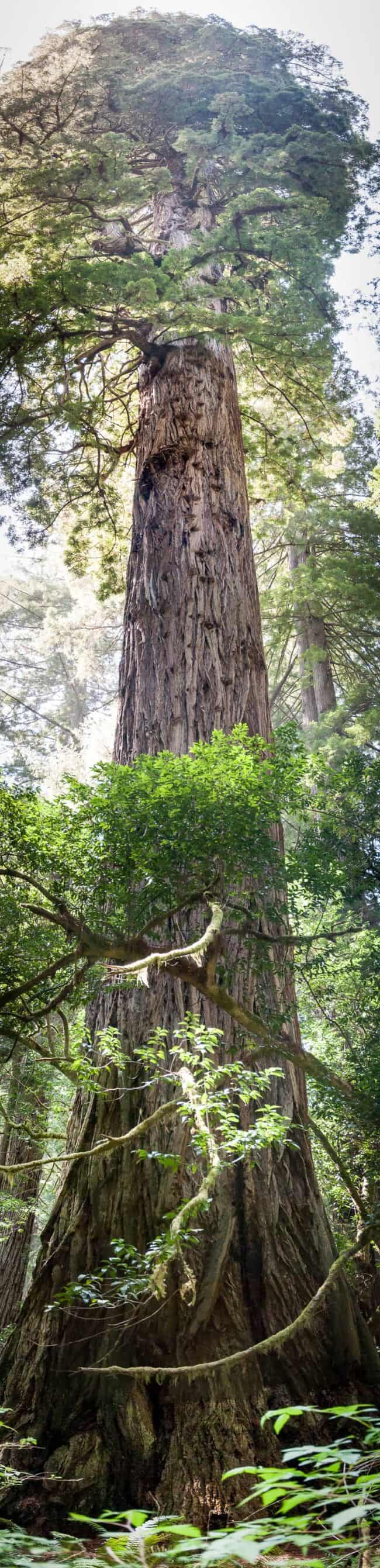 Towering redwood tree viewed from below in a forest