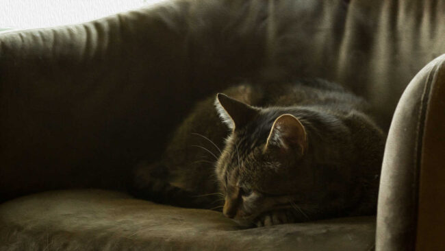 Tabby cat curled up sleeping on a tan armchair