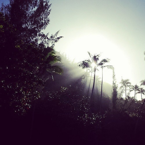 Sunlight filtering through silhouetted palm trees and pines in the fog