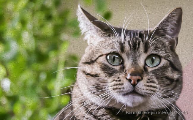 Close-up portrait of a tabby cat with green eyes in a painterly style
