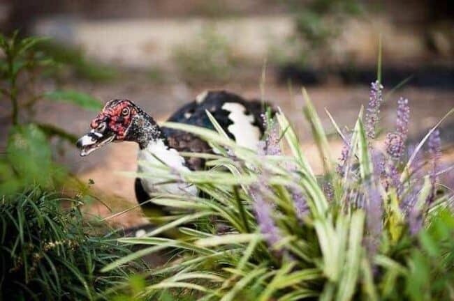 A Muscovy duck with red facial markings peeking through purple flowering plants
