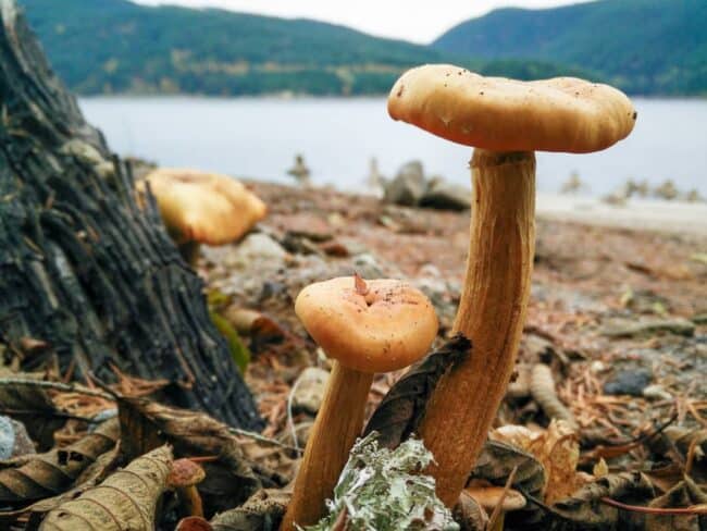 Tall slender mushrooms growing on a rocky beach shoreline, with mountains and water in the background
