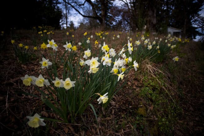 A hillside covered with blooming white and yellow daffodils at dusk, trees and a small house in the background