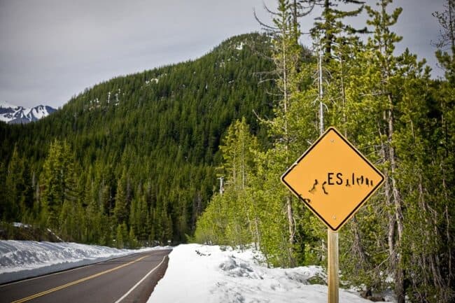 A yellow wildlife crossing road sign along a mountain highway with snow-lined evergreen forest