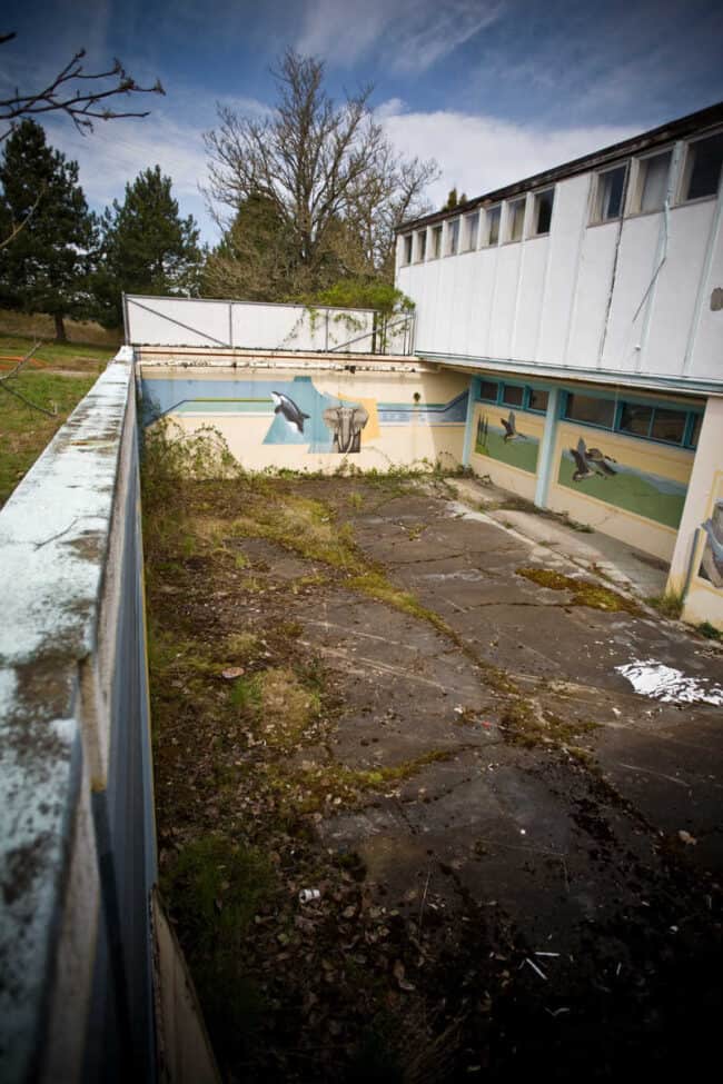 The rooftop courtyard of an abandoned building with faded painted murals of an elephant and orca on the walls, overgrown with weeds