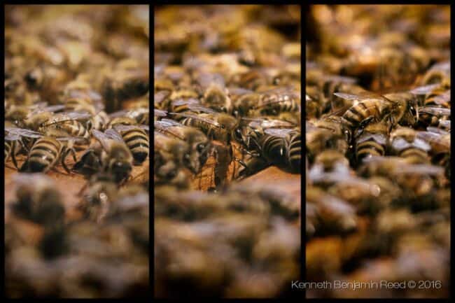A three-panel macro close-up triptych of honeybees crowded together on a honeycomb