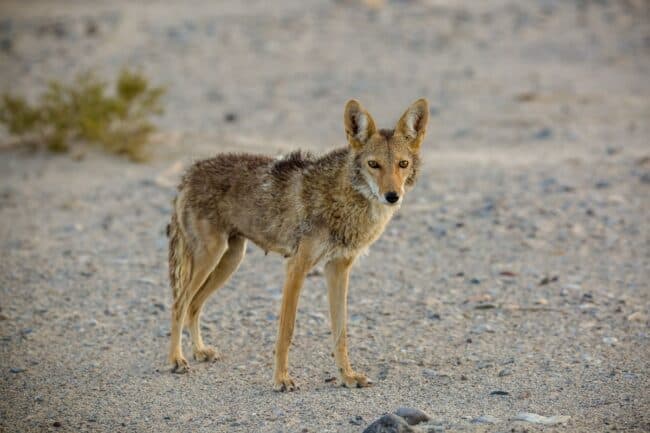 A coyote standing alert on a gravel path, looking directly at the camera, in Death Valley National Park, California