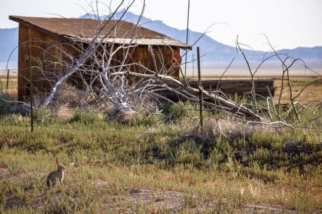 A weathered wooden shed in an open desert field, with a fallen dead tree branch draped across it and a cottontail rabbit in the grass nearby